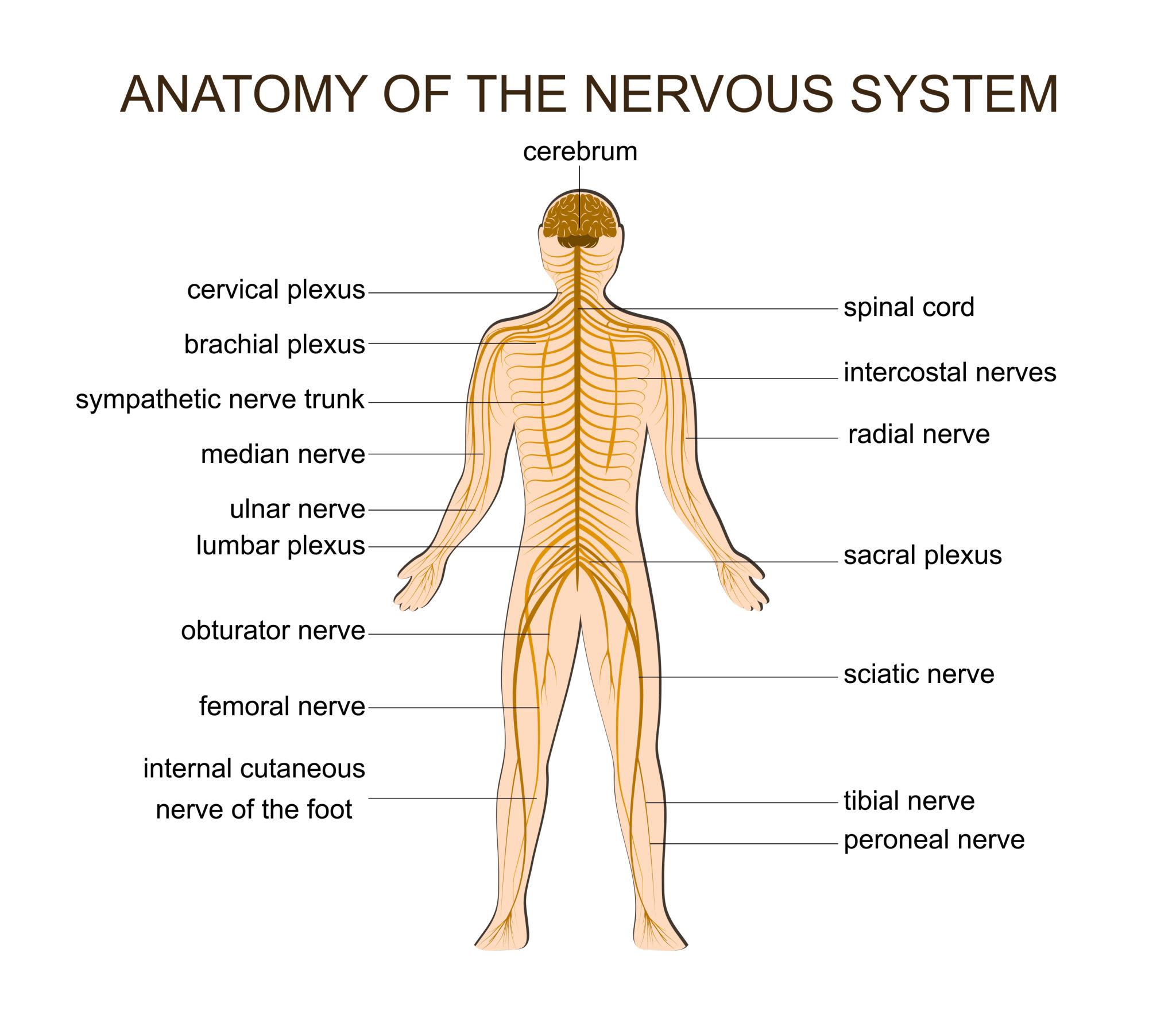 The Nervous System