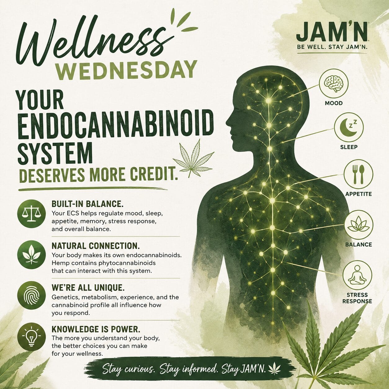 endocannabinoid system (ECS)